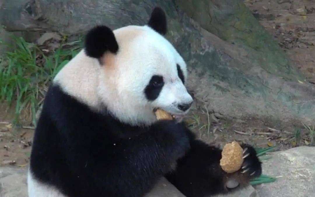 菌說|大熊貓的千種日常_竹子_動物_水果