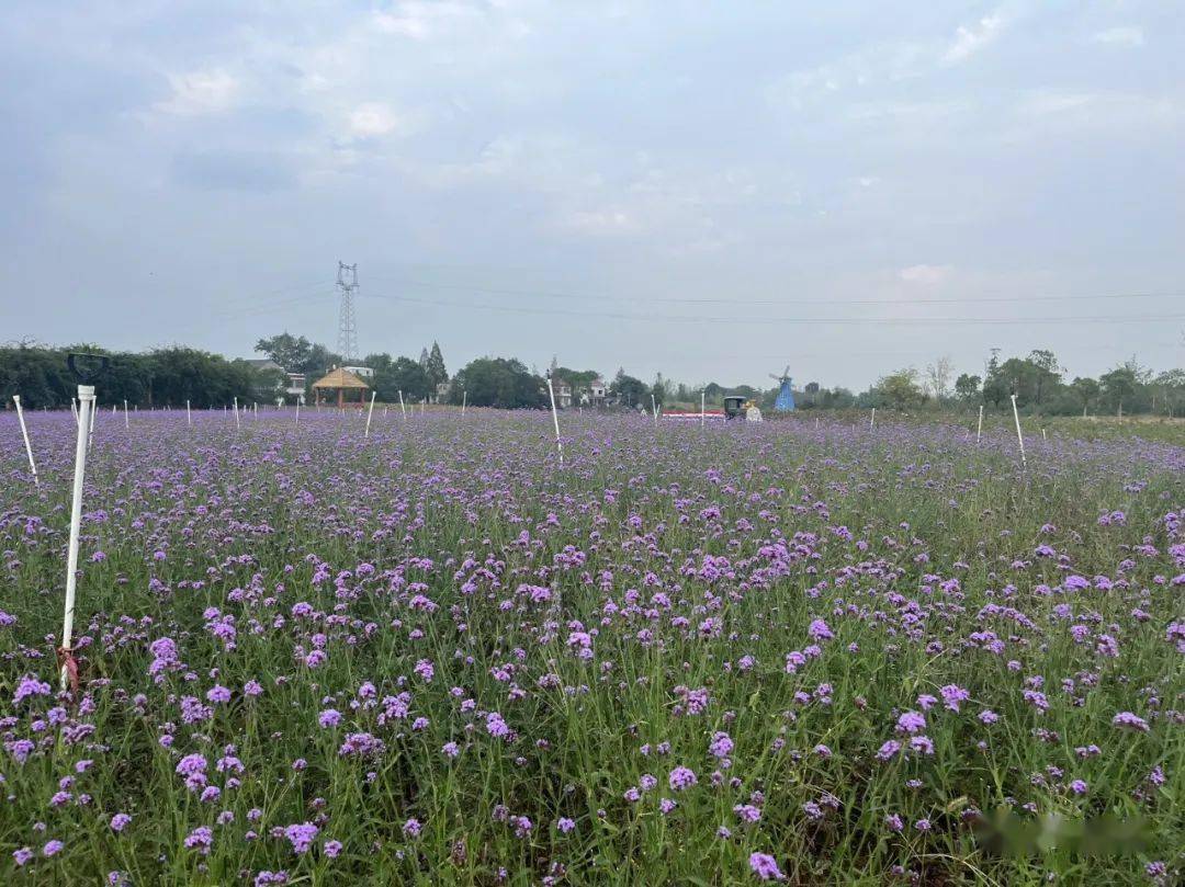 相约安徽 向春而行丨桐城花间塘:人生不言最 但看花间塘