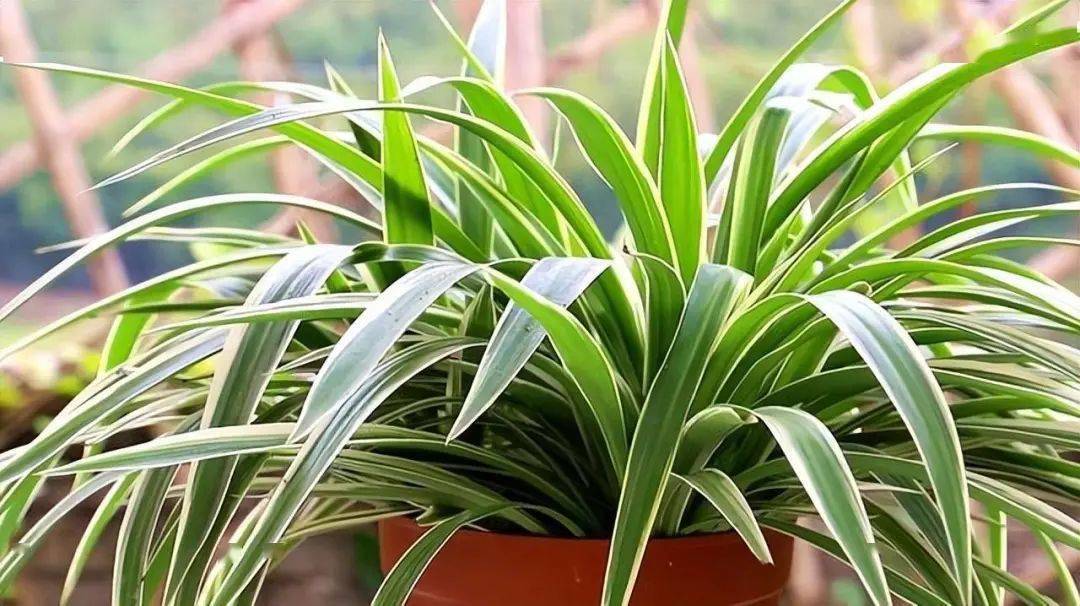 建议卧室养一盆,温馨还能助睡眠_植物_开花_花卉