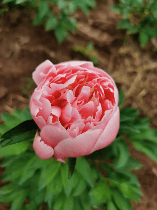 芍药花的珍稀品种图片