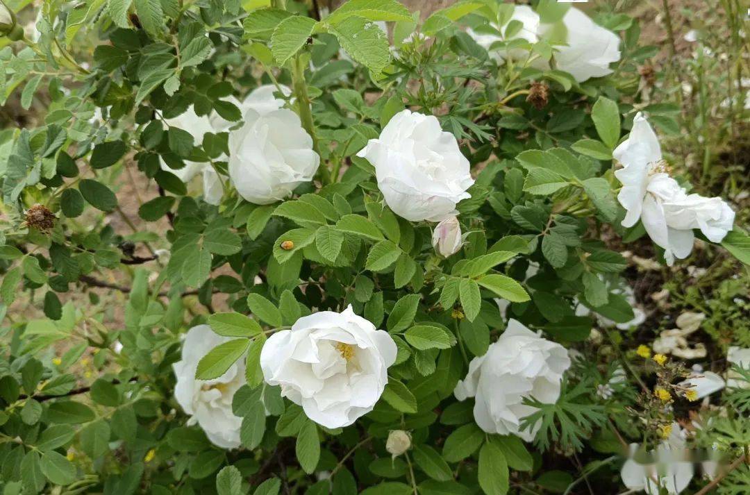 仪征这片300亩玫瑰花正在盛放!_于玫瑰_谢馥春_玫瑰园