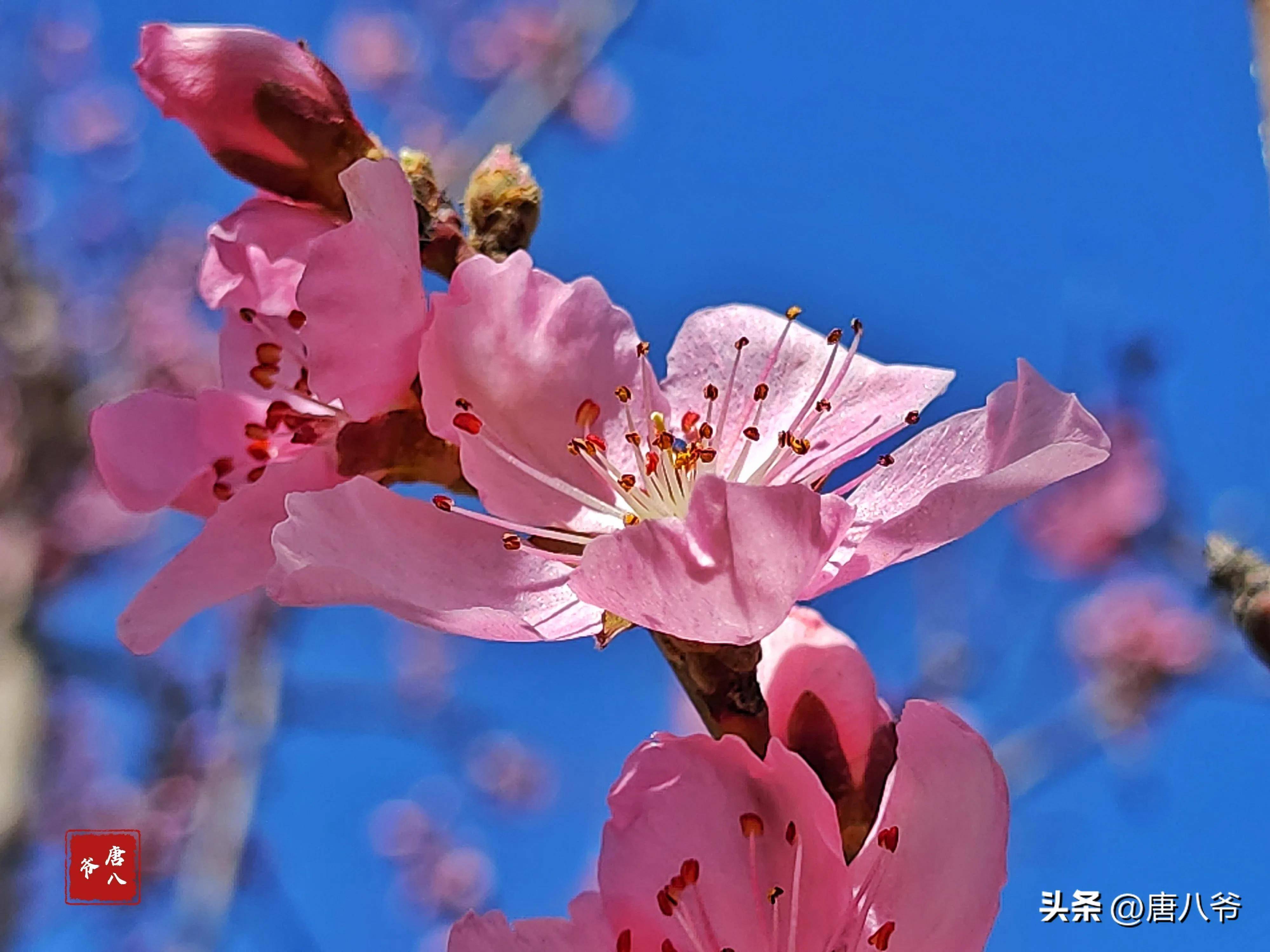 桃花是什么颜色 气味图片