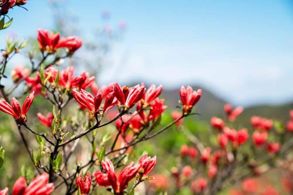 杜鹃花（杜鹃花图片卡通） 第3张