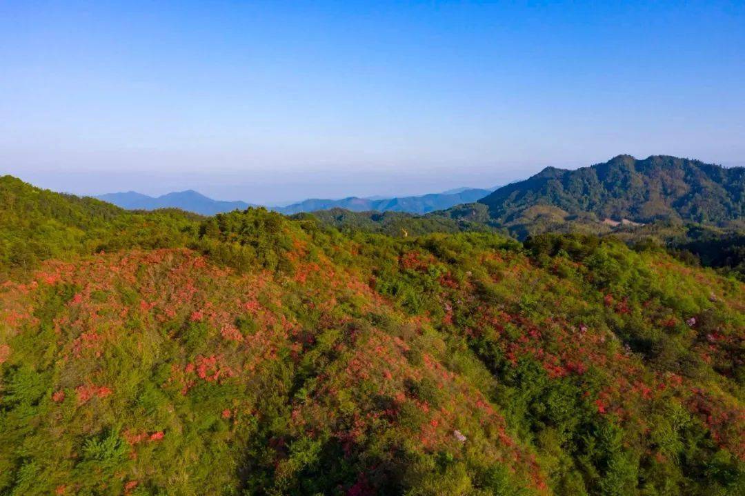 武宁县罗溪乡境内九岭山脉的朱家山上,野生杜鹃进入盛花期,山间春意