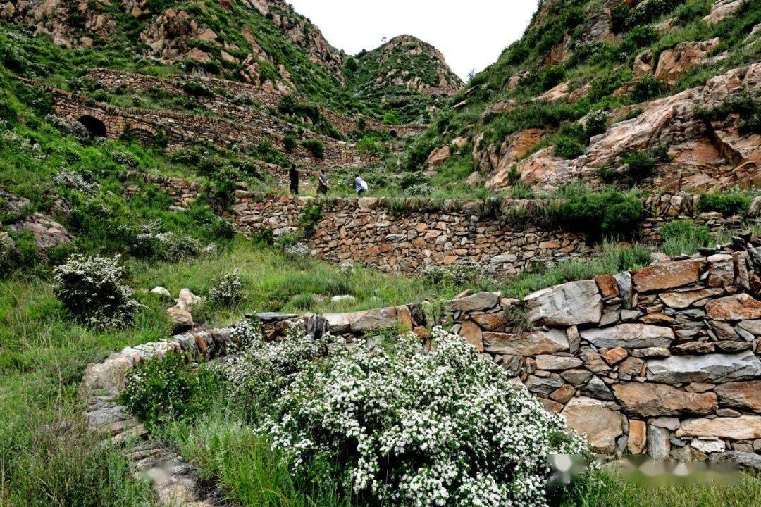 五台县首届阳白梨花节开幕_阳白乡_开幕式_产业