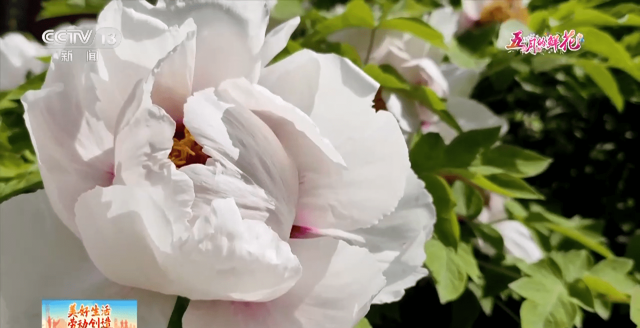 小狗种美丽鲜花（小花狗一般是什么品种） 第8张