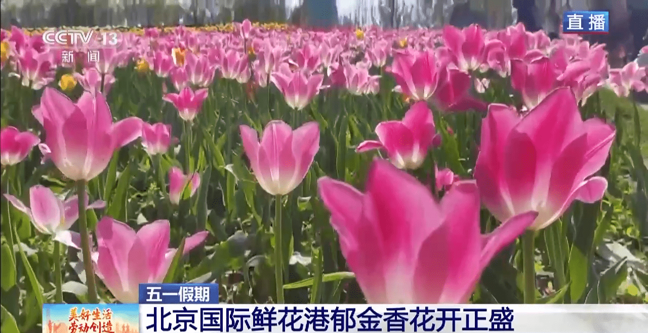 小狗种美丽鲜花（小花狗一般是什么品种） 第5张