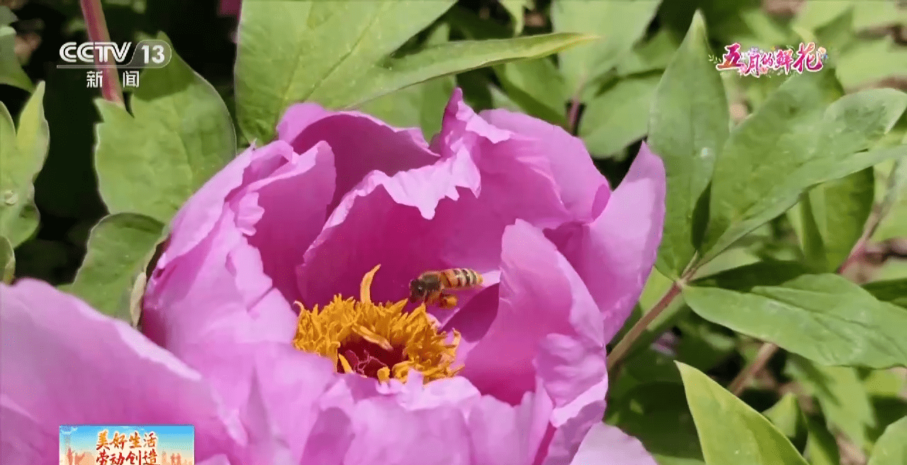 小狗种美丽鲜花（小花狗一般是什么品种） 第12张