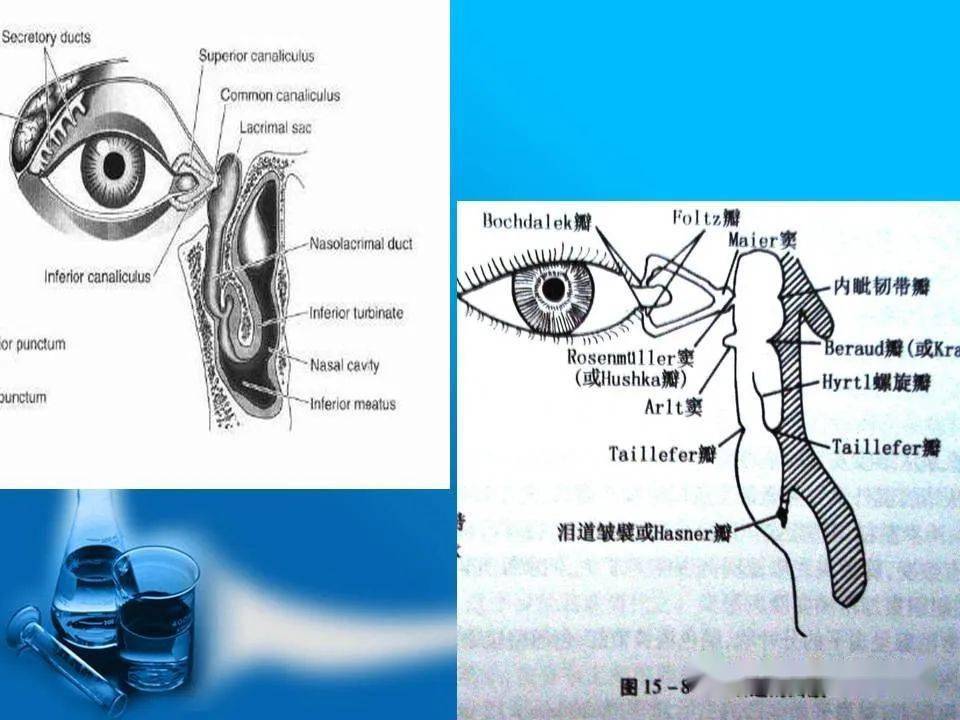 泪小管CT解剖图片