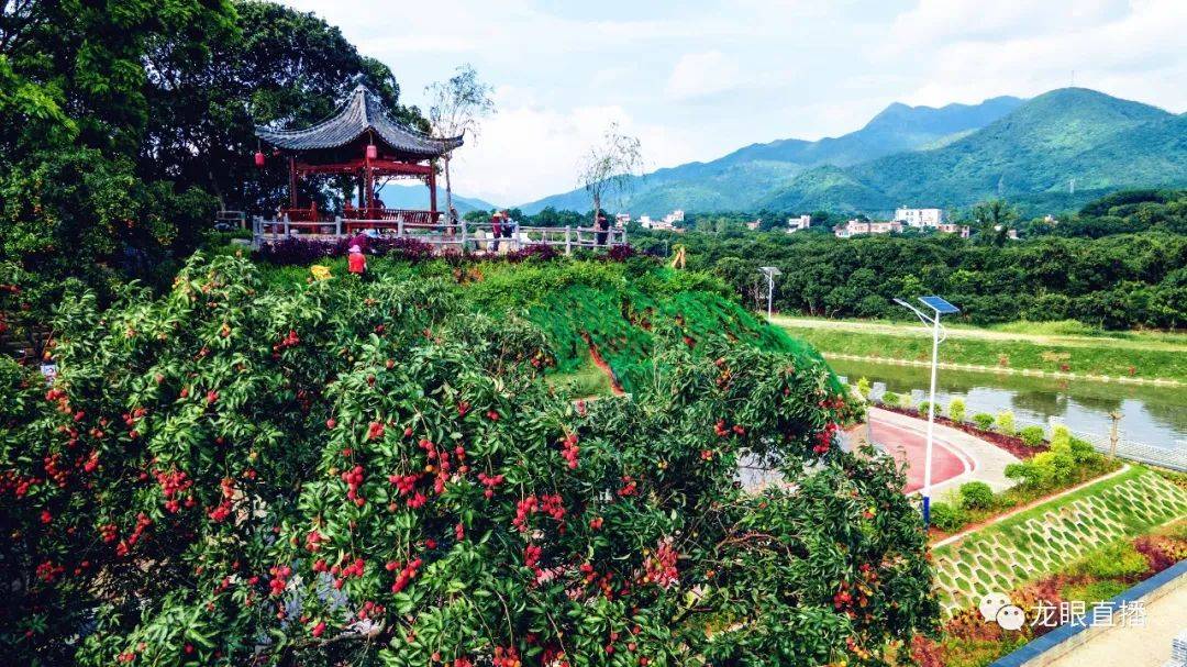 助"荔"2023我在"中国荔乡"有棵荔枝树活动_定制_根子镇_种植