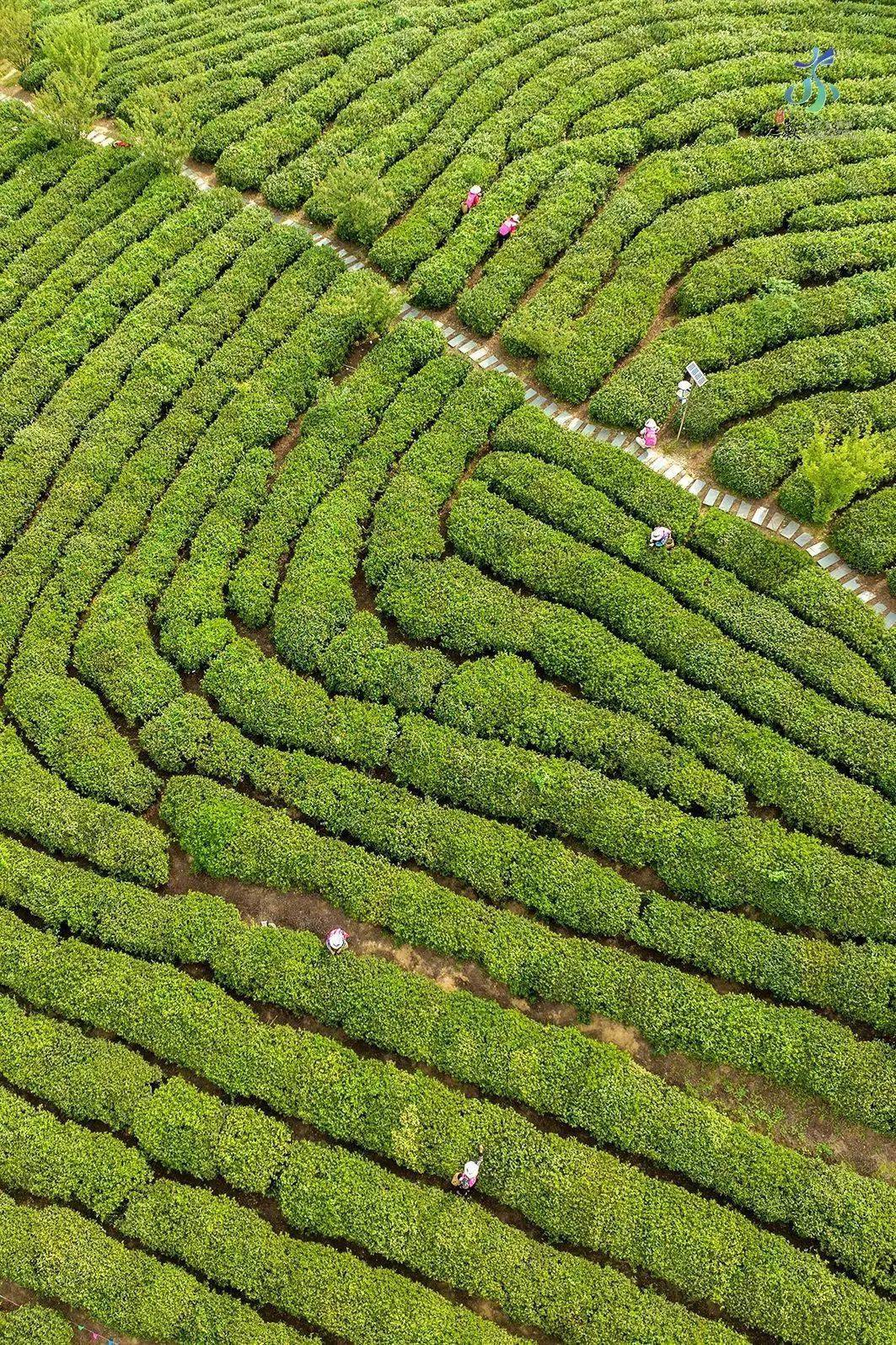 南京雨花茶:中国古老制茶技艺的活化石"何山尝春茗?何处弄春泉?