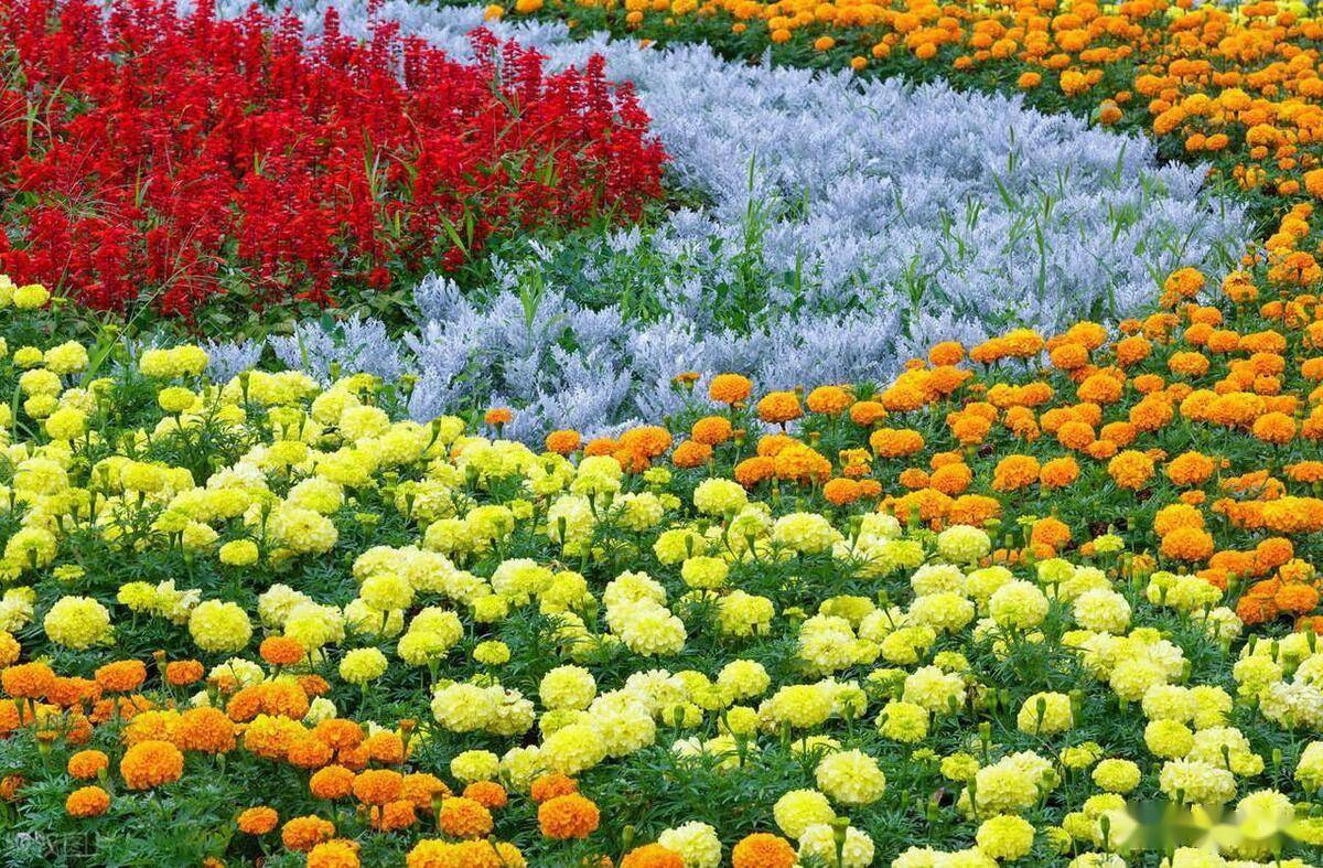 立体花坛的类型应用和花木品种配置要求