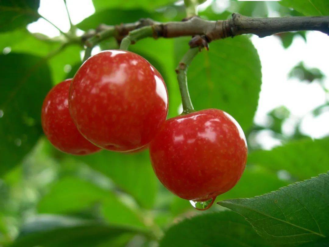 甜美樱桃 幸福鲁甸 | 小寨春果樱桃园_产业_种植_旅游节