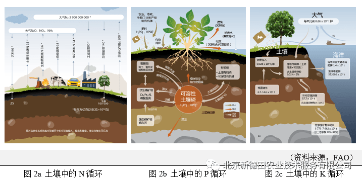 風化作用將原始地質物質轉化為形成土壤的化合物.