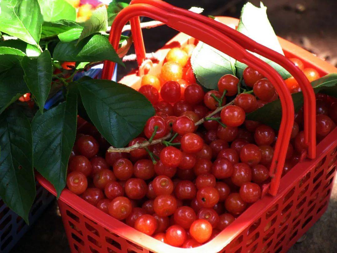 甜美樱桃 幸福鲁甸 | 小寨春果樱桃园_产业_种植_旅游节