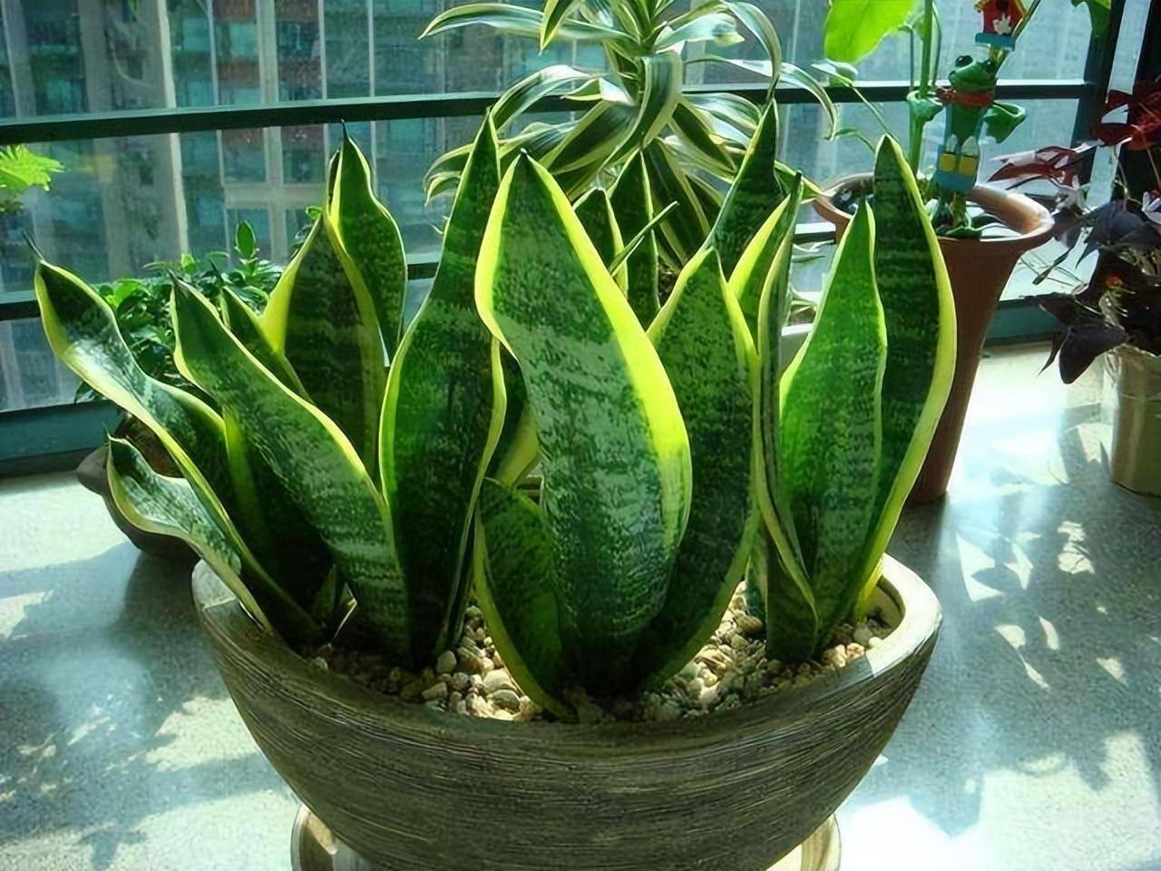 虎皮兰有"3怕",难怪看不见长侧芽,想要"爆盆",赶紧纠正_阳光_土壤