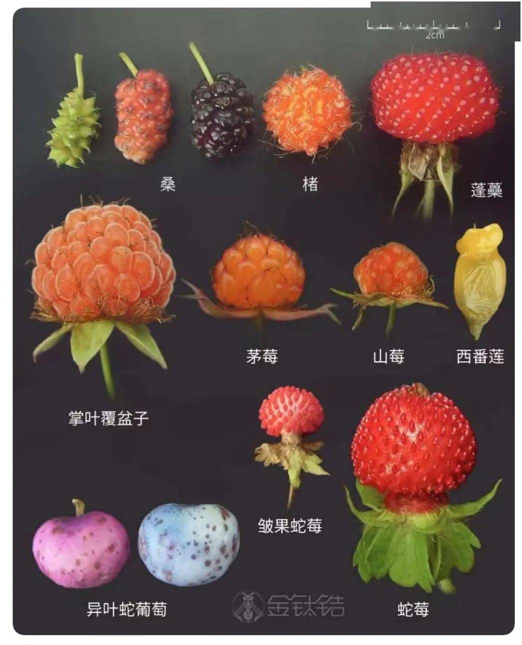 "西湖区人心心念念一年的野草莓成熟了,哪里能找到?_小伙伴_收获_果子