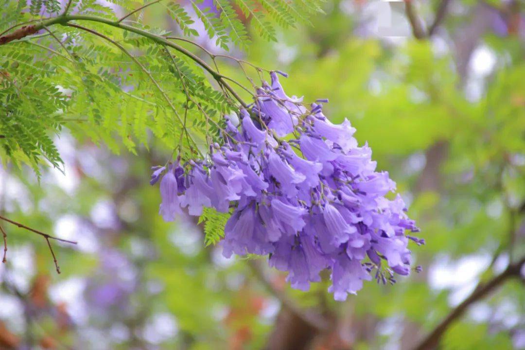 树盛开的蓝花楹撞个满怀人们总会与这一抹蓝紫色的"浪漫"还是漫步于