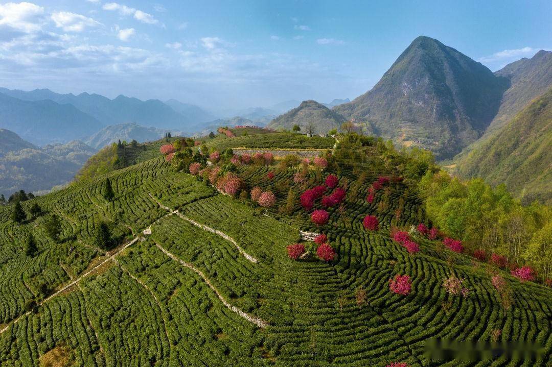 北纬32°海拔1200米的高山陡坡,长出世界级高香茶,罕有人知