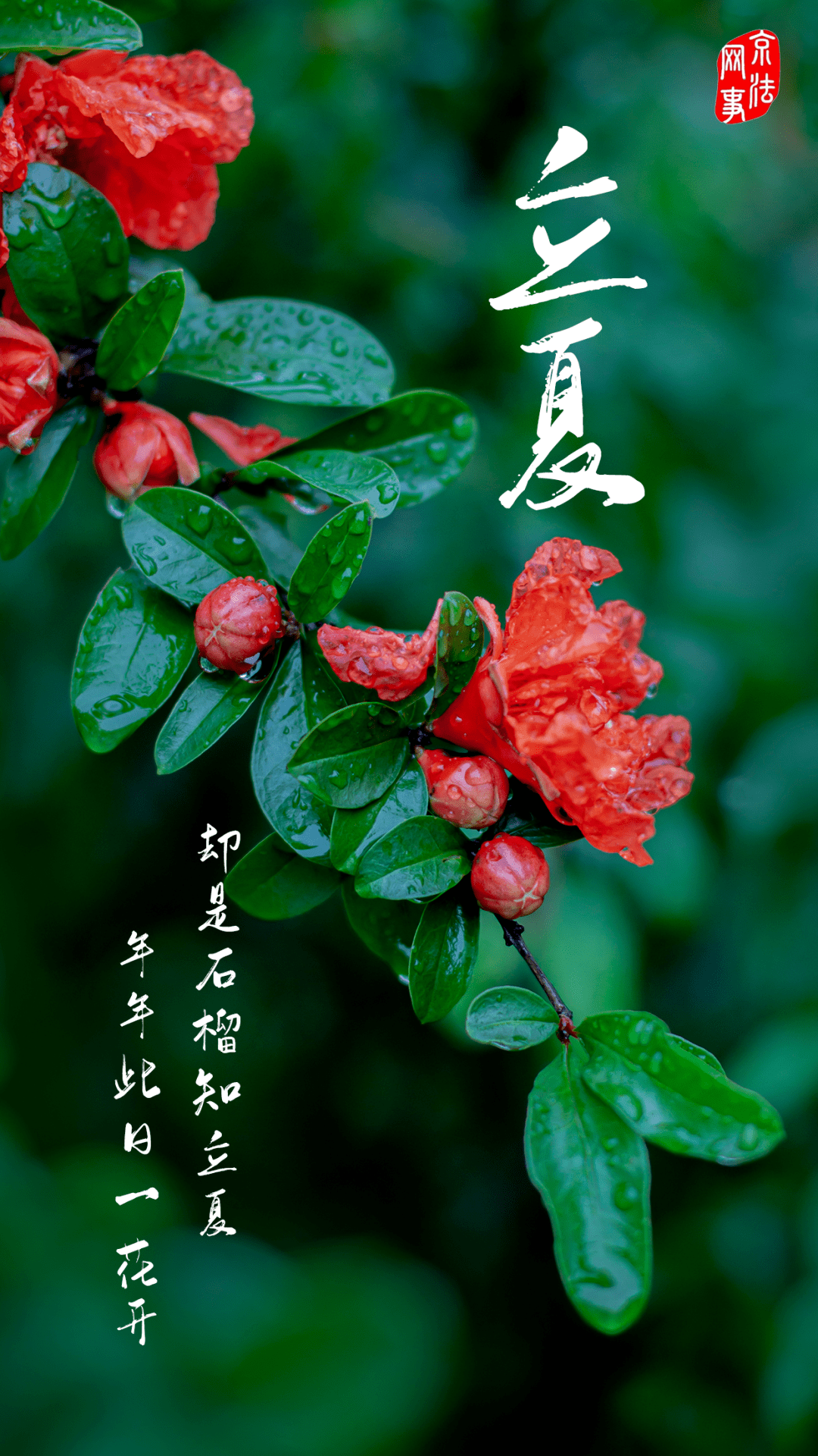 今日立夏:却是石榴知立夏 年年此日一花开_郭进_制图_北京法院