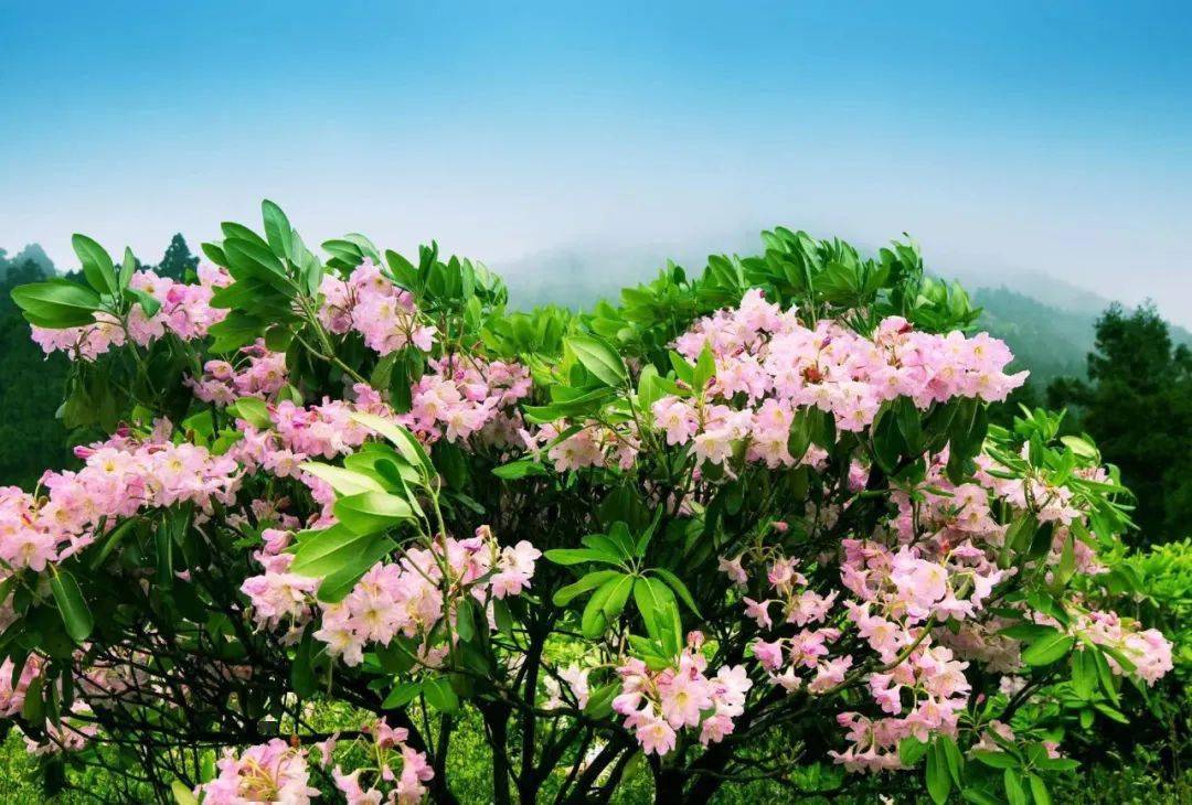 5月8日——天台山云锦杜鹃节开幕!_活动_内容_系列