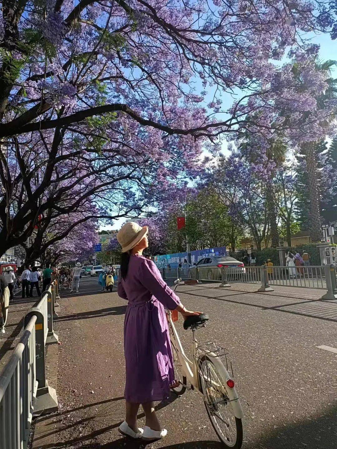 我与西昌蓝花楹合照 第二期来啦