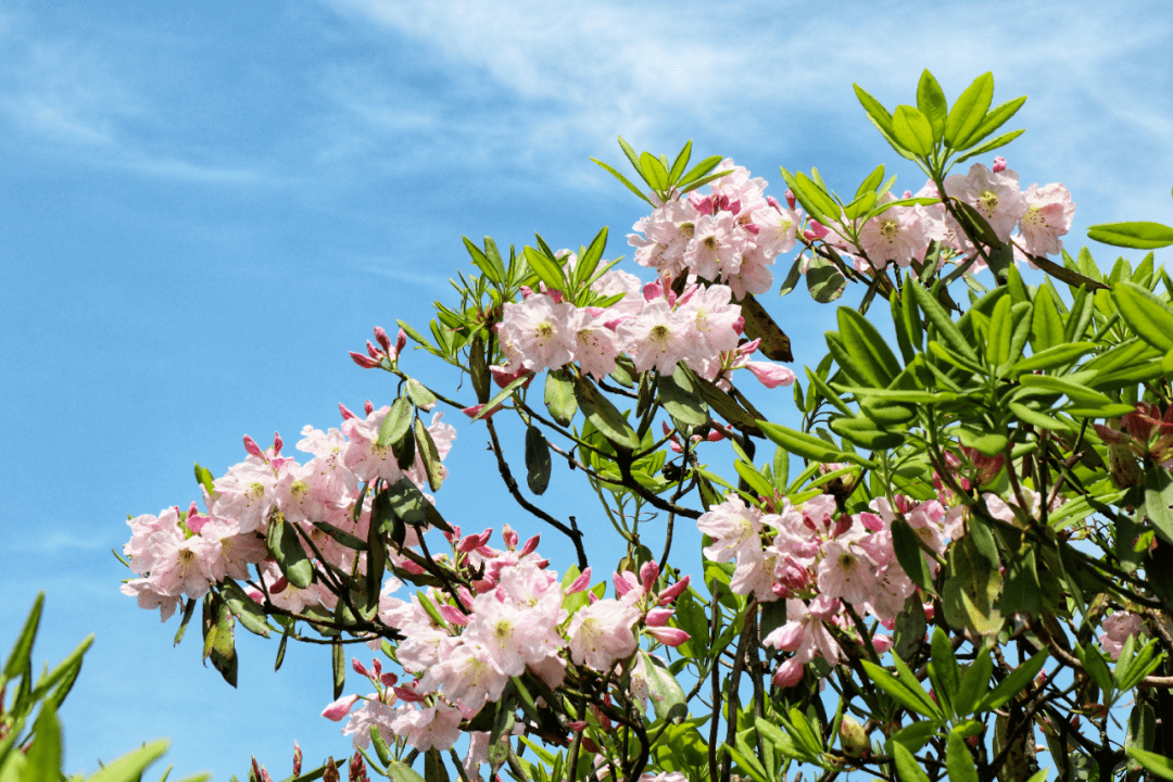 5月8日——天台山云锦杜鹃节开幕!_活动_内容_系列