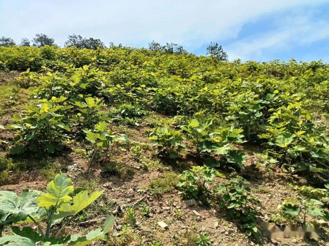 【头条】三穗县台烈镇:发展中药材产业 助力"黔药出山"_种植_油茶