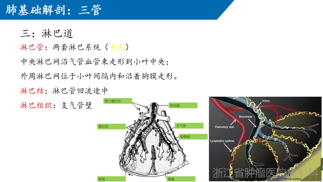 【腫瘤影像專科微課堂】肺瀰漫結節分佈徵象分析_浙江省_公眾_來自