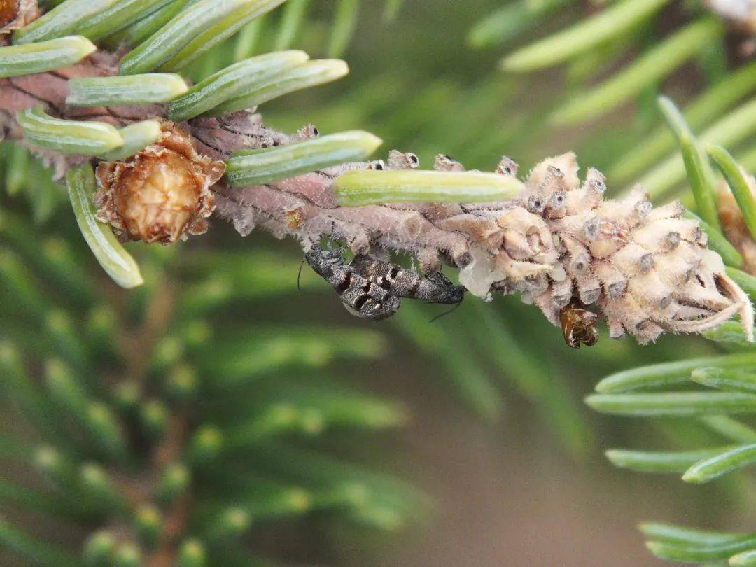 林业有害生物信息|西宁市云杉小卷蛾发生情况_防治_顶芽_盛期