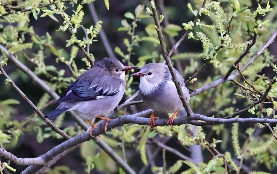 丝光椋鸟 秦勇强摄紫翅椋鸟 陈碧芽摄黑尾蜡嘴 秦勇强摄山斑鸠 陈碧芽