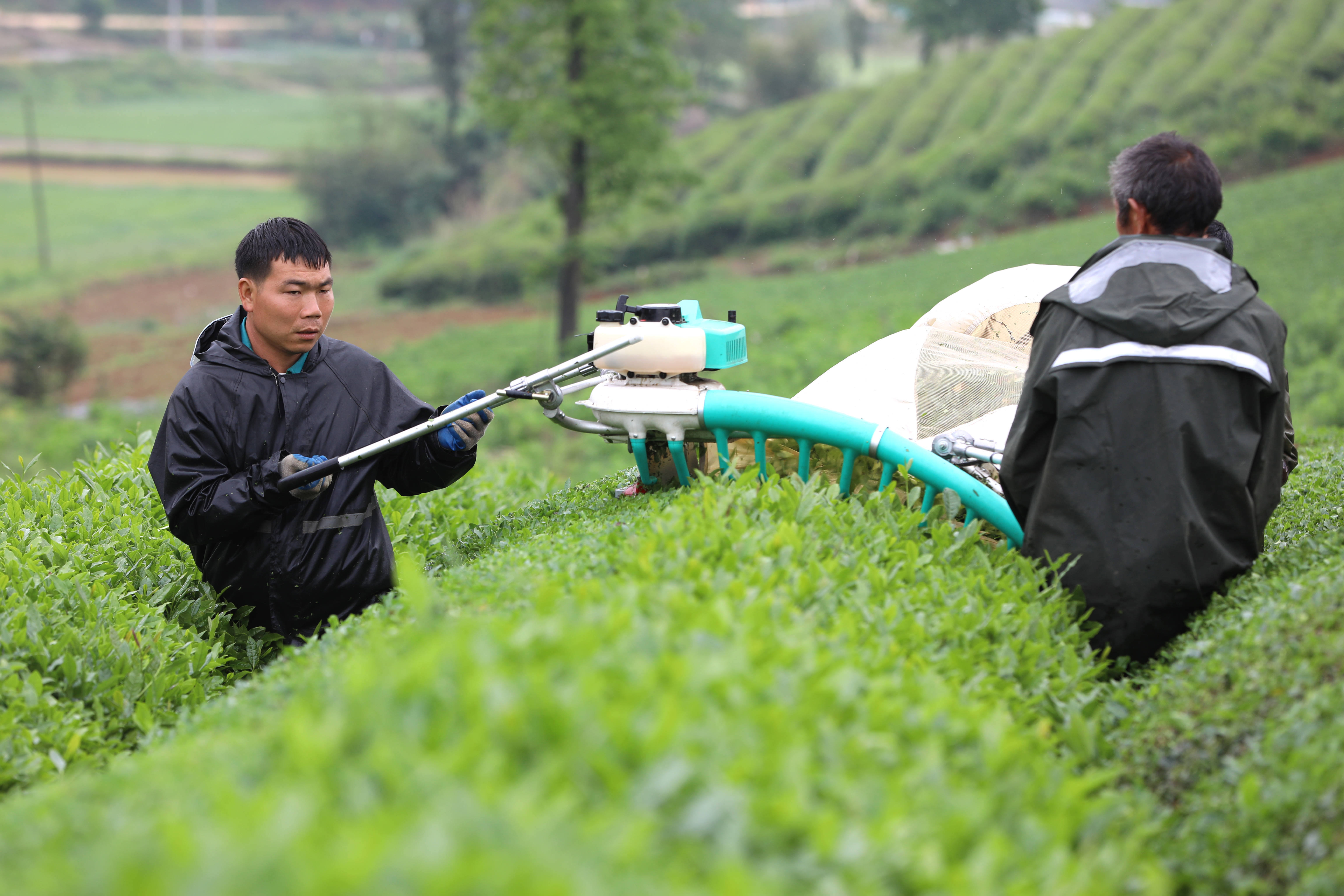 岑巩县客楼镇:机器采茶