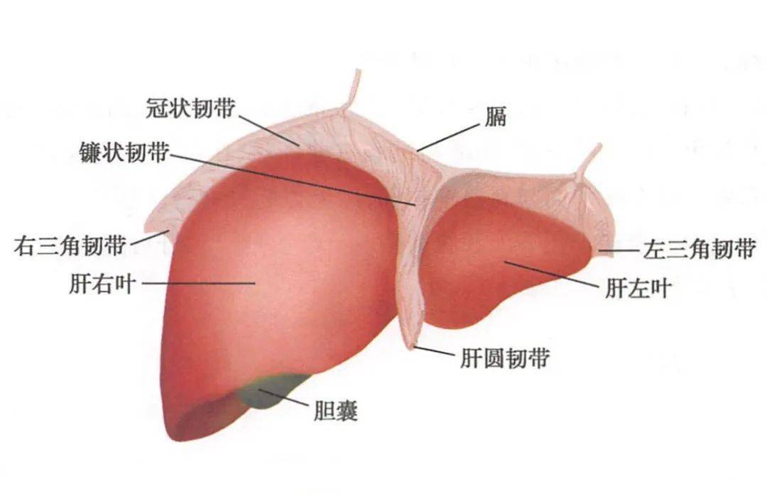 肝冠状韧带解剖图图片