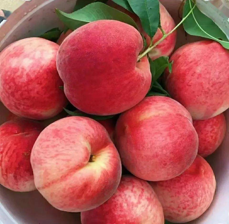 【春雪水蜜桃】69.9元3斤大果!