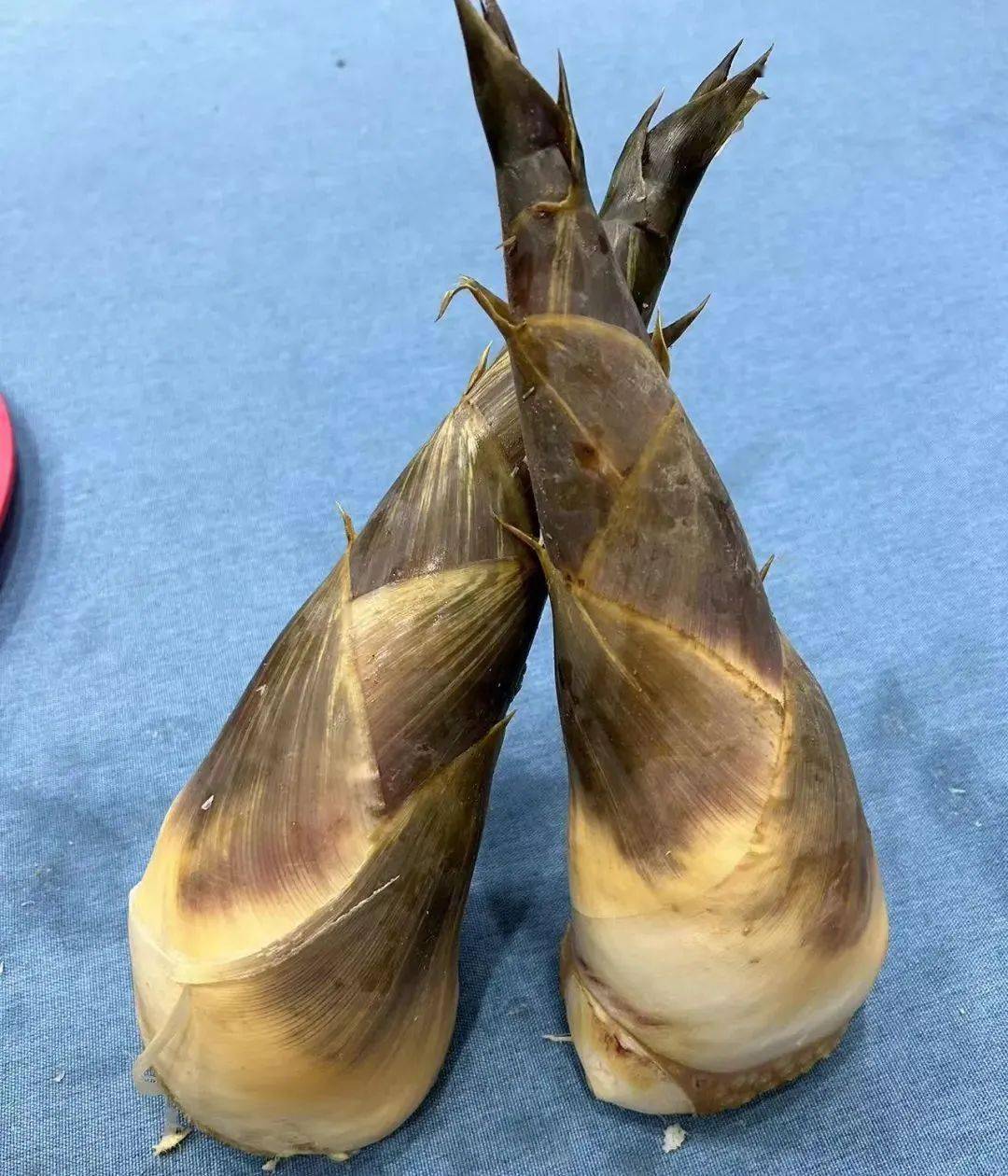 林岳吊丝丹笋据了解,吊丝丹笋的最佳赏味期可持续至9月份,直至10月退