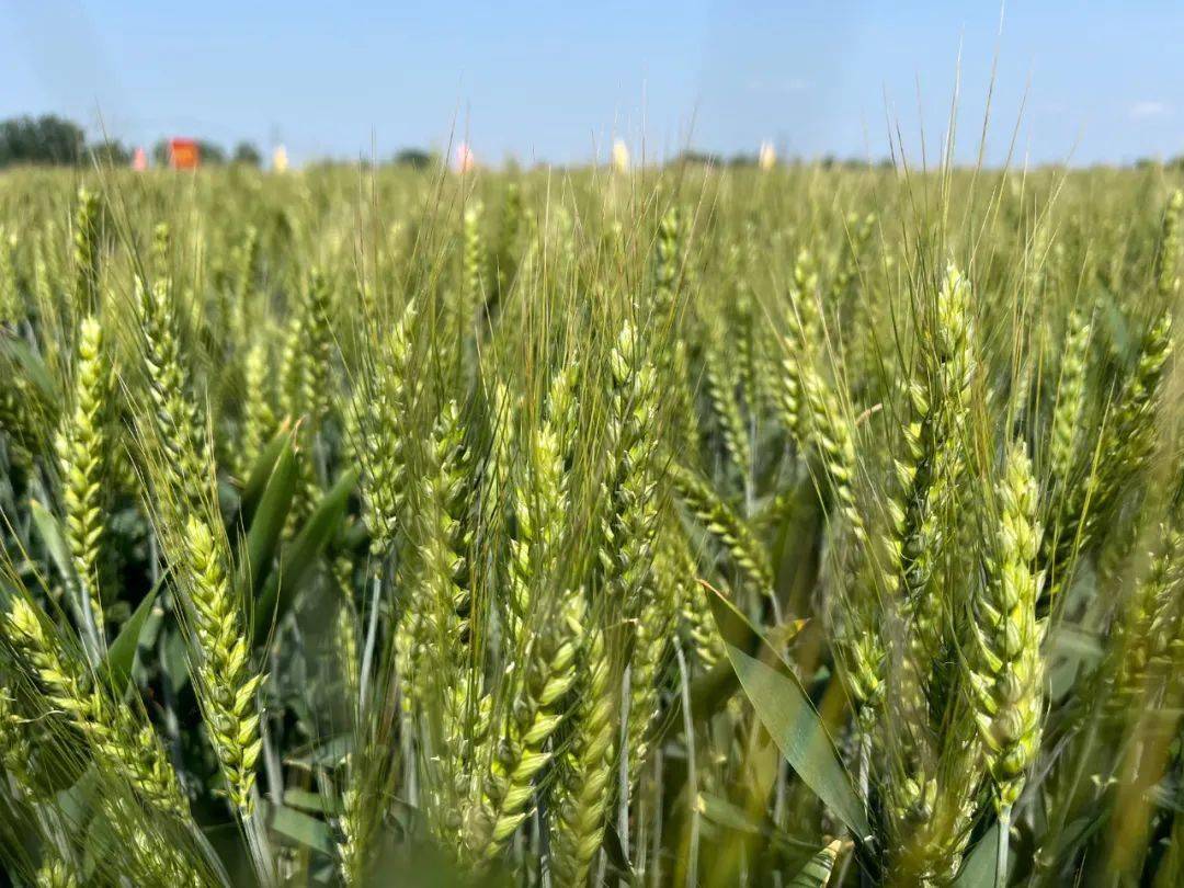 我市一小麦品种入选全国优质专用小麦专家鉴评第一名