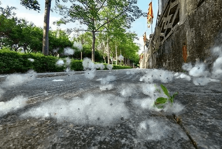 恼人的杨柳絮"如约而至"杨柳絮除了给易过敏的群众带来困扰外还极易