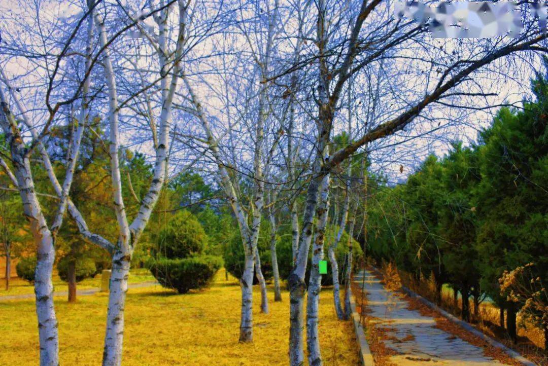 延安劳山国家森林公园被确定为国家4a级旅游景区_全国_动植物_名木