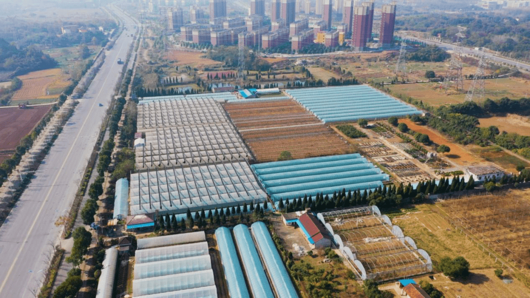 铜陵这座"硬核"工业城市怎样做好农业文章?_白姜_品牌_产业链