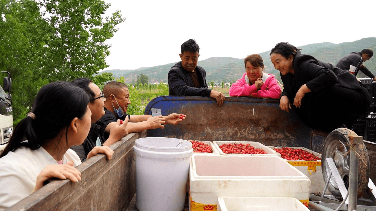 灵宝市川口乡:五月樱桃红,尝鲜正当时_李忠民_西岭村_种植