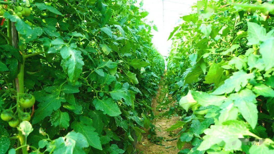【时讯】贵州黄平:大棚种植西红柿 托起乡村振兴梦_发展_产业_清水江