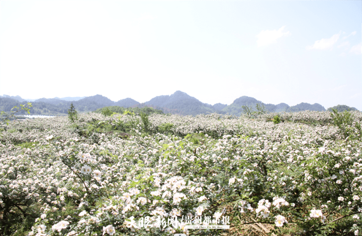 安顺万亩金刺梨花开了,美不胜收!_种植_余登芬_西秀区