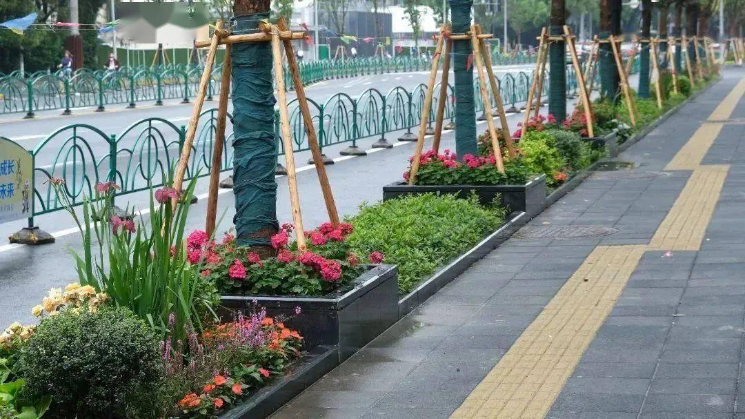 轨交武定路站附近沿街绿化都有哪些新变化→_武宁南路_景观_绿地