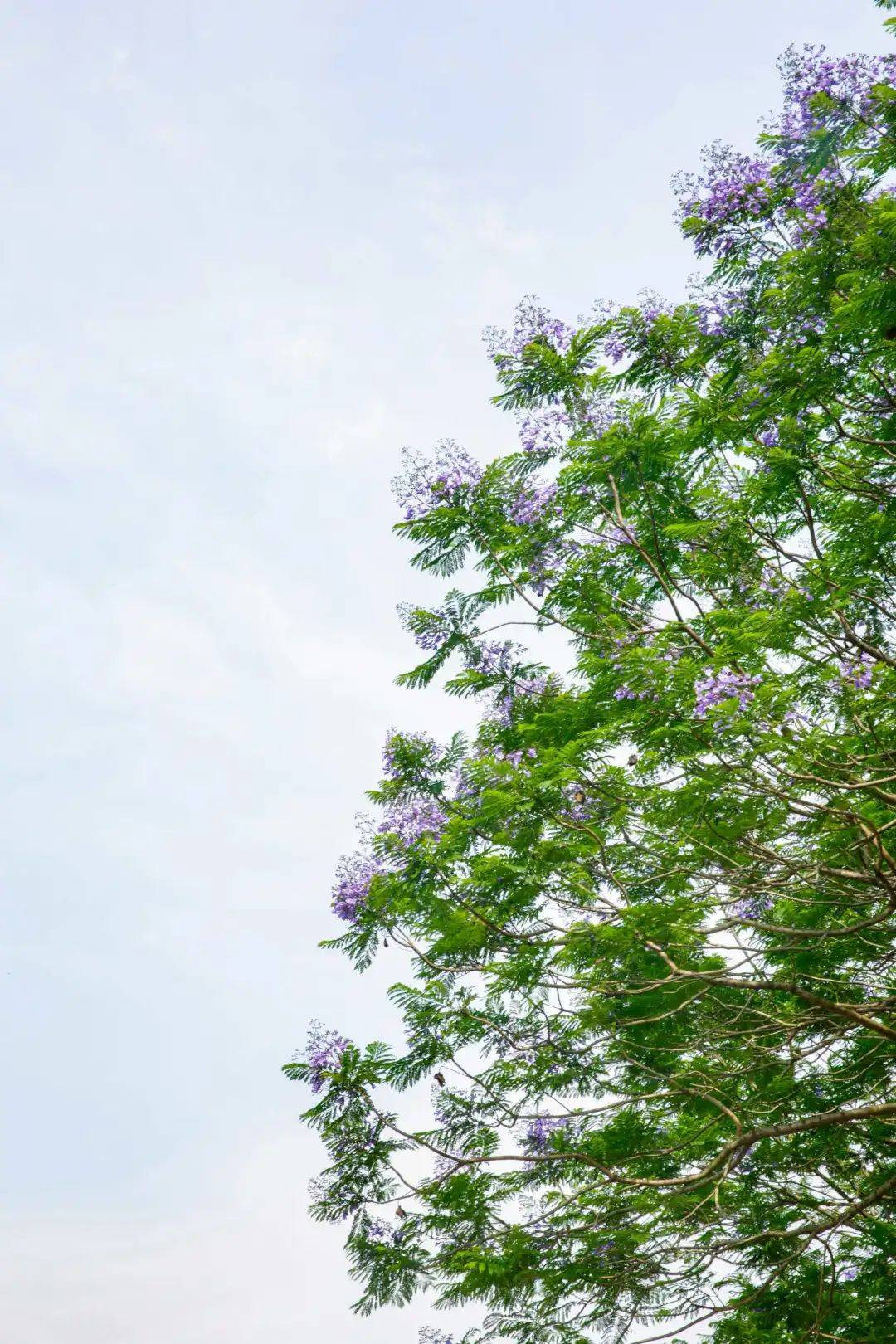 多適合安靜獨享這份美景站在二樓看臺便能近距離感受花開美好微風拂過