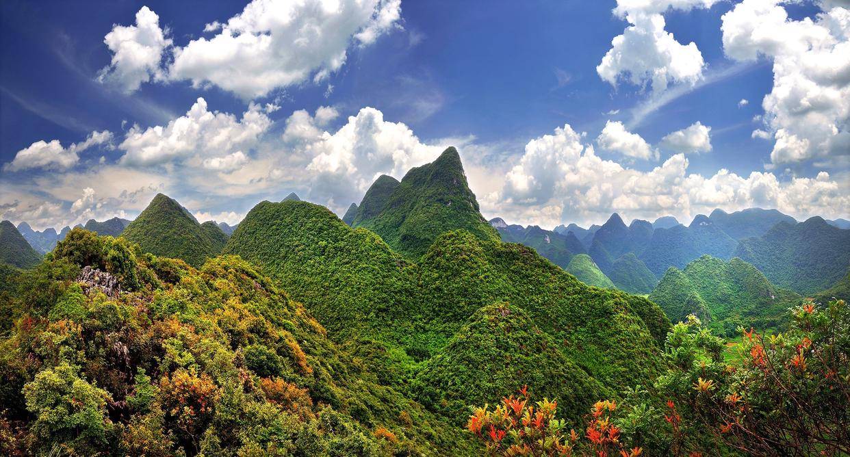 广西木论国家级自然保护区:发现两种广西新记录物种_植物_荔波_杜鹃