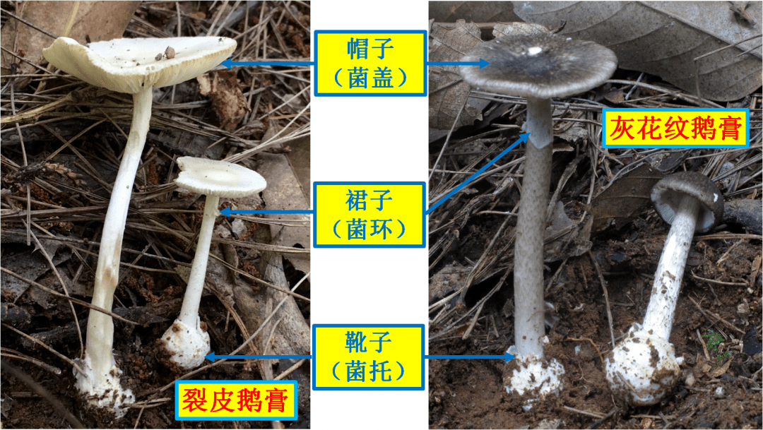 腰间系裙(菌环),脚上穿靴(菌托)"这两种可以造成急性肝损害的剧毒蘑菇