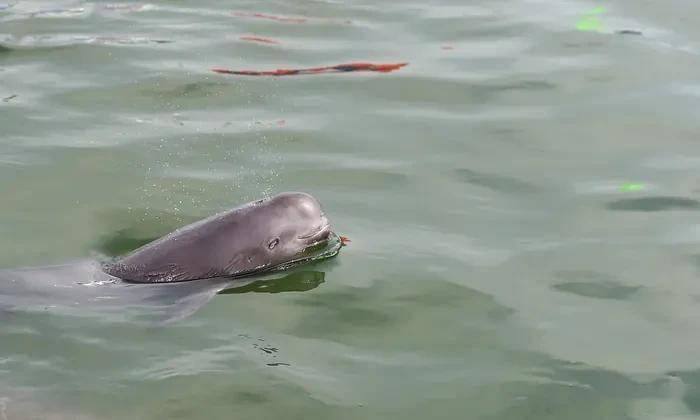 名场面:长江江豚捕食名贵刀鱼,两大稀有物种为何同时现身镇江?