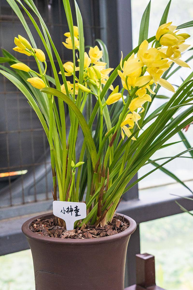 黄金小神童"抗折腾",开花容易,花瓣耀眼,家养一盆寓意好_兰花_植物