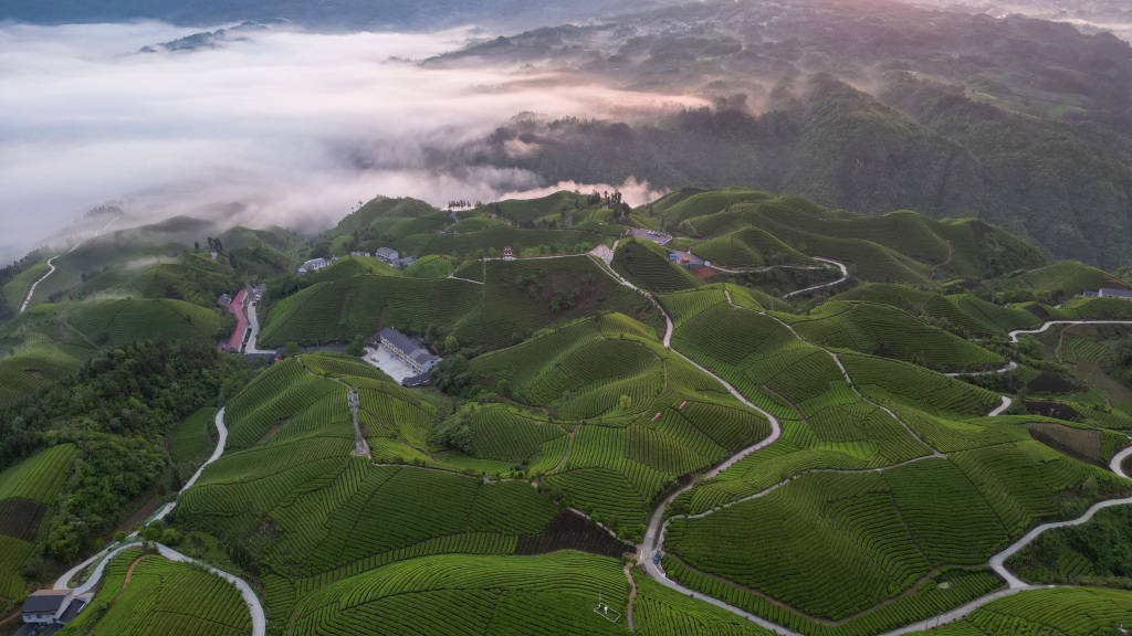 组图|鹤峰:万亩茶园迎日出 - 鹤峰走马镇海拔是多少 - 玲珑旅游攻略