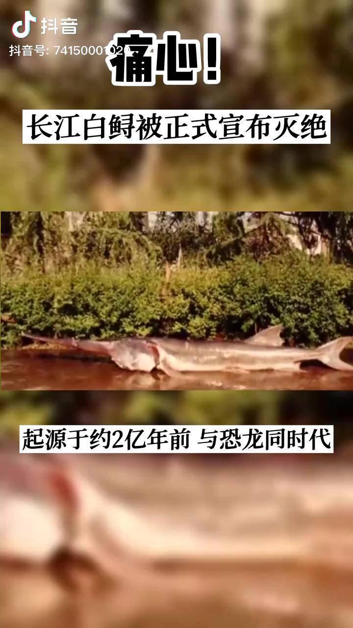 长江白鲟宣布灭绝事件图片